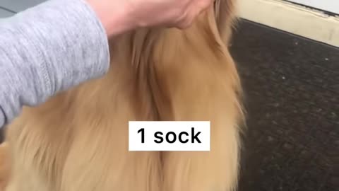 Sock thief has them all 😆