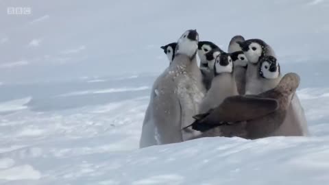 Penguin chicks rescued by unlikely hero | Spy in the Snow - BBC