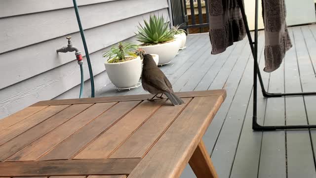 Singing Bird Performs for Person