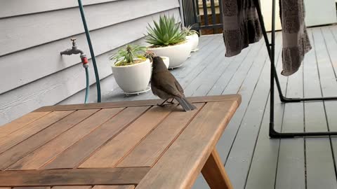 Singing Bird Performs for Person