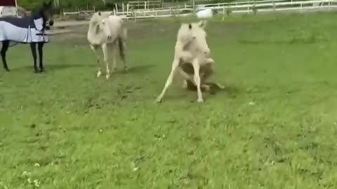 The Fallen Pony