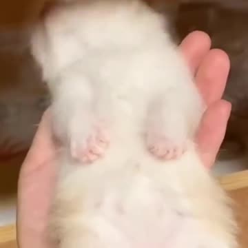 Cute kittens❤️ || Cute Cats || Funny moments