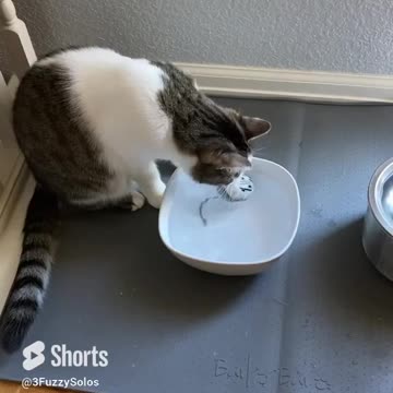 Kylo the cat subjects Stormtrooper mouse to torture #StarWarsDay #Cat Short