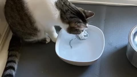 Kylo the cat subjects Stormtrooper mouse to torture #StarWarsDay #Cat Short