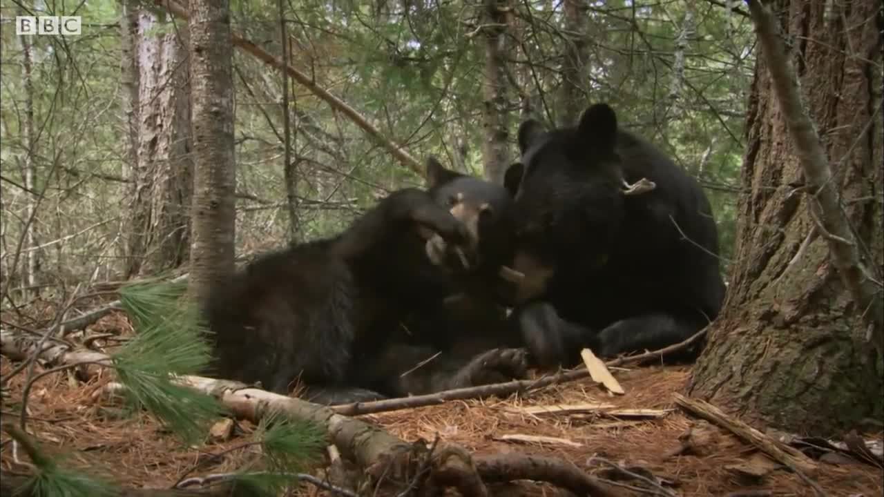 Cute Black Bear Cubs PURRING While Feeding | BBC Earth