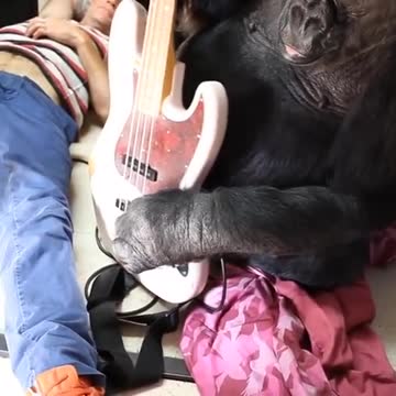 Red Hot Chili Peppers bassist jams with Koko the Gorilla