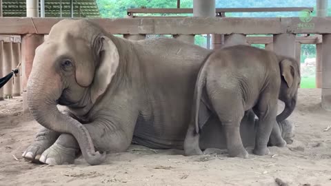 Newly Elephant Baby playing