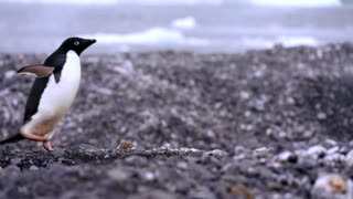 How krill fishery threatens Antarctic wildlife