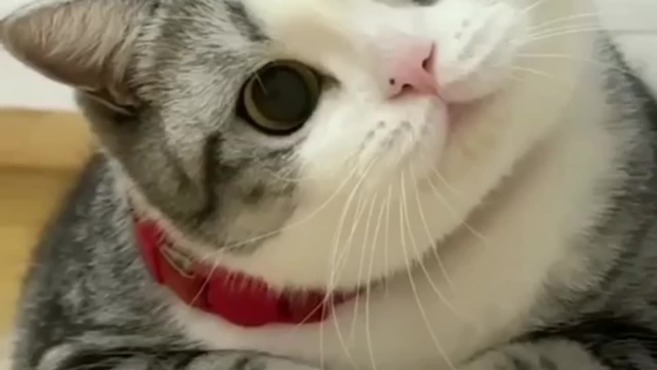 Cute cat reaction