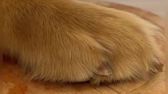 POTATO lifehack 🥔🐶 #shorts #lifehacks #tonnythechefdog #potato