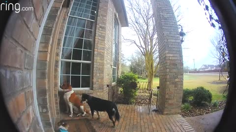 Family dogs learn to use rings