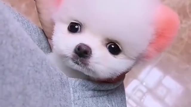 Cute Dog