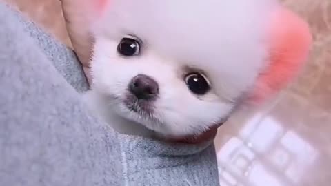 Cute Dog