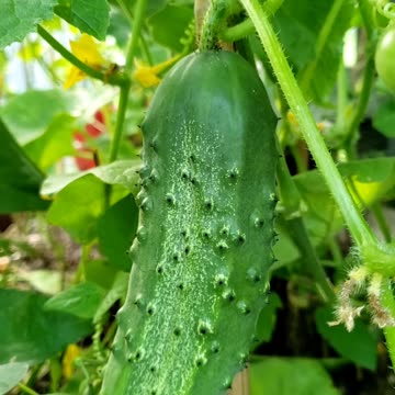 Harvesting cucumber from summer garden 2023