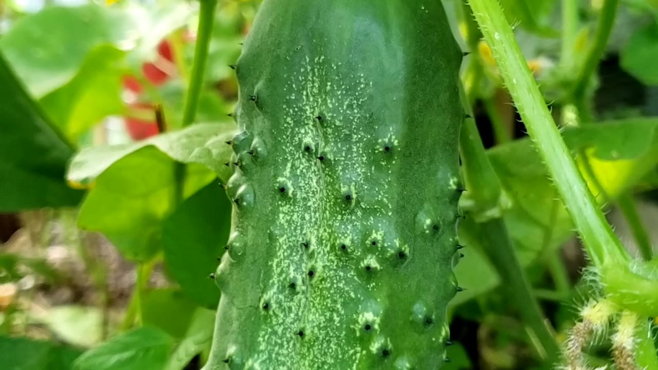 Harvesting cucumber from summer garden 2023