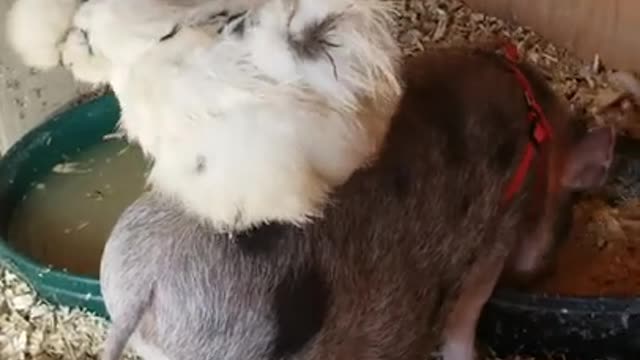 Ark of Grace..Noble the Mini Pig& Snowball the Chicken Unlikely Friends!