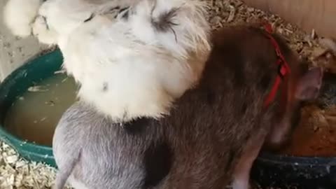Ark of Grace..Noble the Mini Pig& Snowball the Chicken Unlikely Friends!