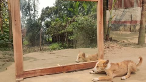 Angry Dog Fighting With Mirror | Hilarious Reaction | Funny Dog Video