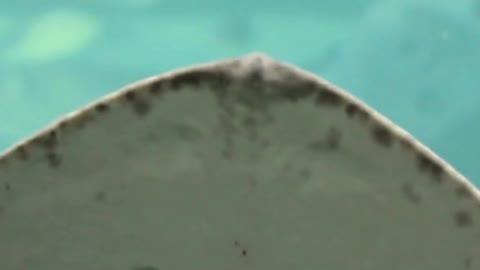 beautyful fish