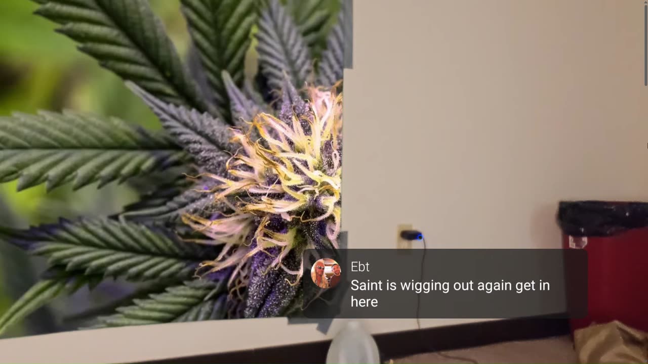 IP2 Stories - Saint10 Angry at Magik For Getting Drunk They Argue! Saint Hates Onlyusemeblade