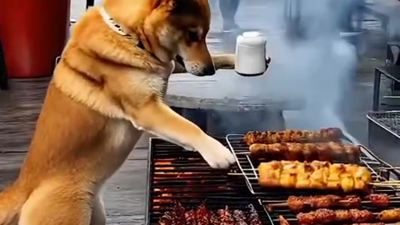 Dog with barbecue