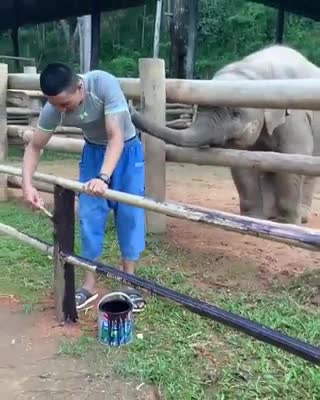 Elefante bromea con hombre