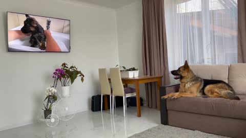 Shocked German Shepherd Recognises Himself On TV!