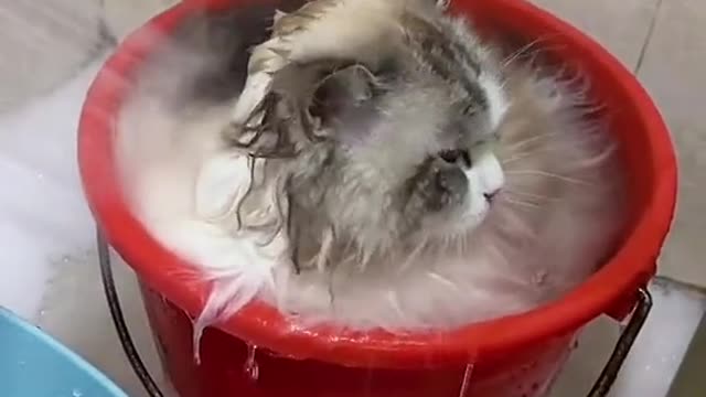 cat bathing in a bucket