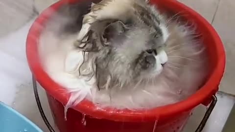 cat bathing in a bucket