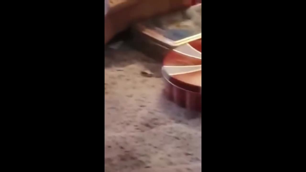 Cats & Dogs Can With Play Fun