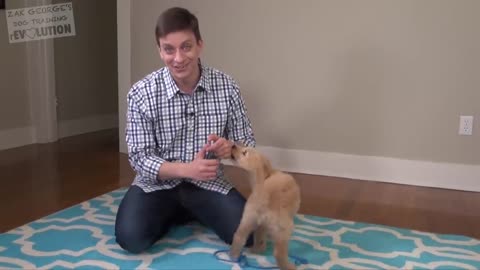 3 Easy Things to Teach your NEW PUPPY!