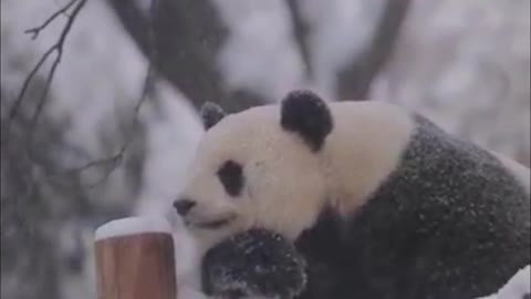 Panda in Winter