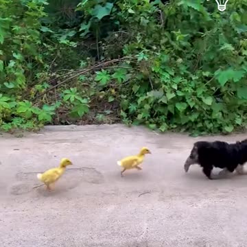 This puppy and a duckling are besties🥰