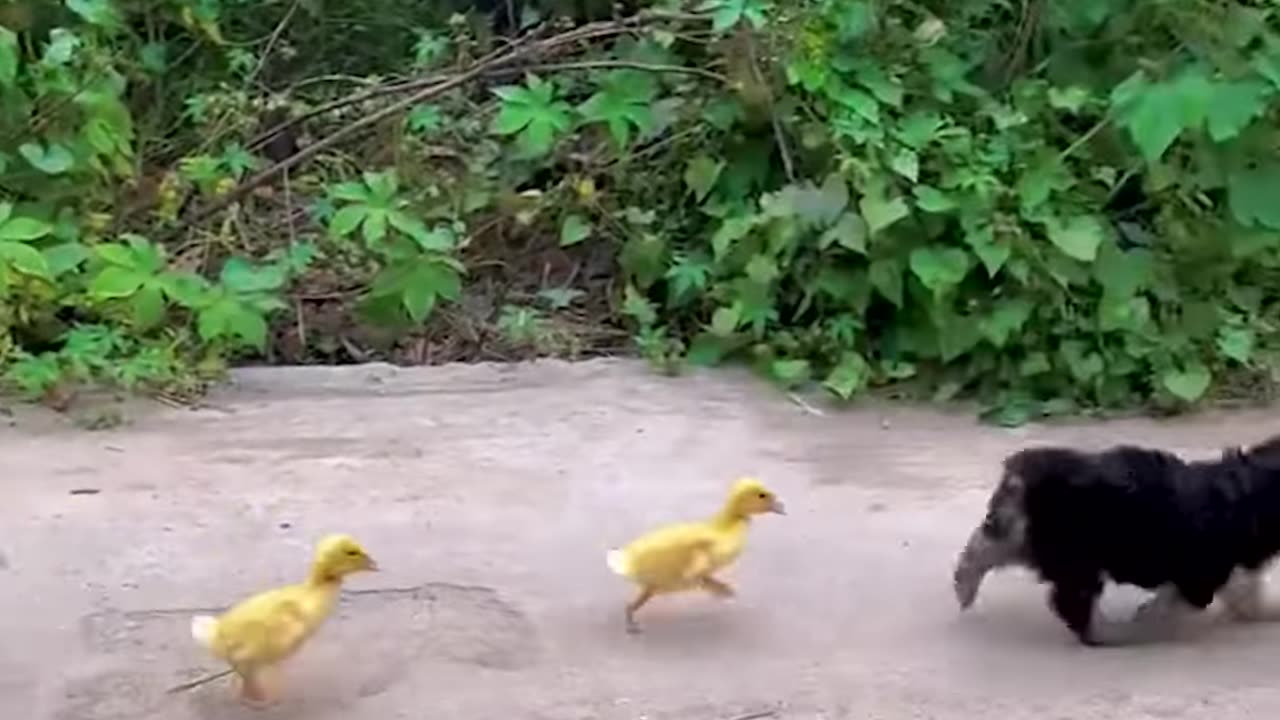 This puppy and a duckling are besties🥰