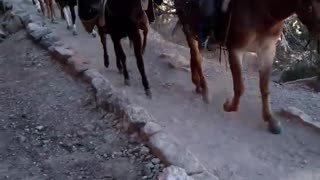 Mule Train Bright Angel Trail 11-13-2021