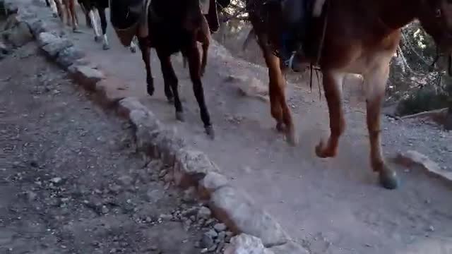 Mule Train Bright Angel Trail 11-13-2021