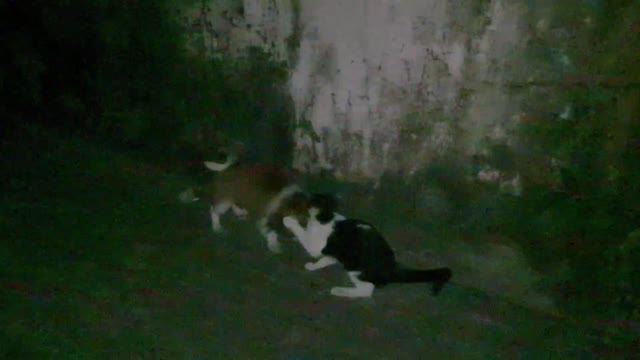 Cat Fighting with Dog Puppy in The Midnight At Car Park Viral Cat