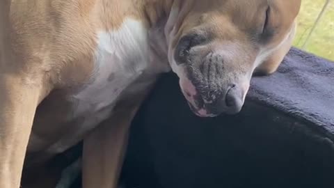 Cute Dog in sleeping mood