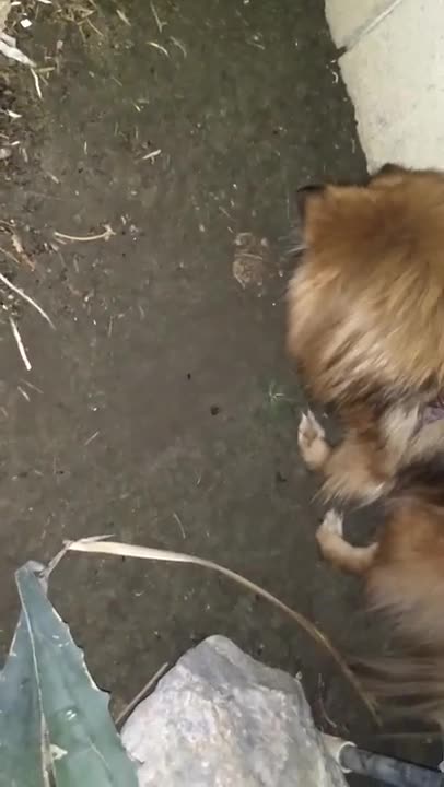 Pomeranian Rose and Frog 🐸