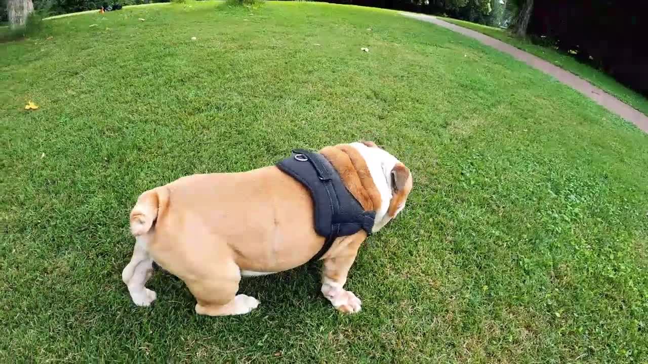 Dog goes Round on the ground