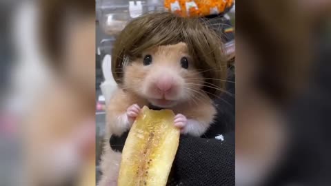 Funny cute animals