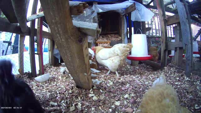 Sunshine enters the Silkie Sector