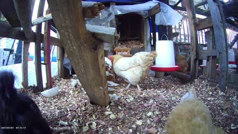 Sunshine enters the Silkie Sector