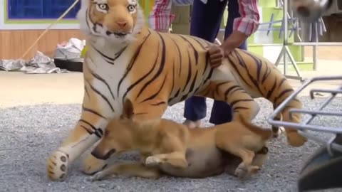 Dog pranked by Fake Lion and Fake Tiger