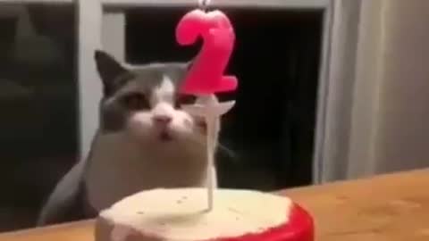 Birthday cat.