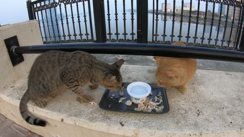 MICHAEL JACKSON & ED SHEERAN - Homeless cats in Ras Al Khaimah, UAE #cat #EdSheeran #MichaelJackson