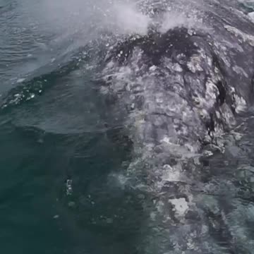 😮HUGE WHALE🐋 SPLASHING WATER ON PEOPLE 🤣