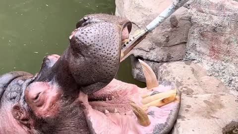 Hippo brushes his teeth