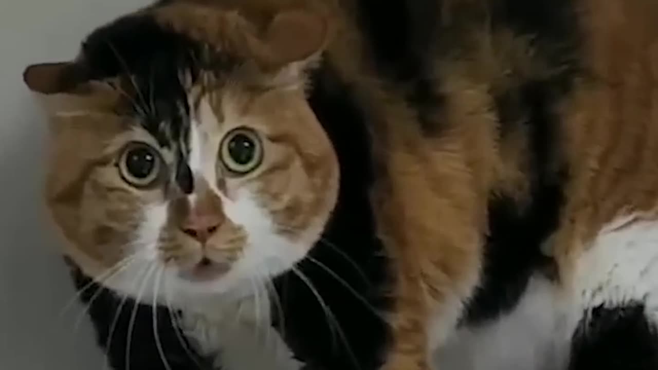 Don't Laugh! Funny pets video