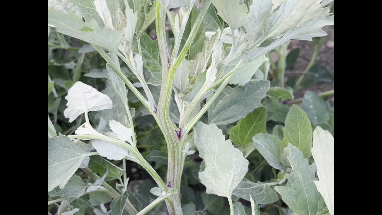 Vermont Pure Herbs present Lambsquarters or Pigweed